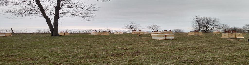 Honey bee hives